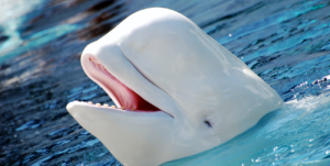 Beluga © Michael Aw